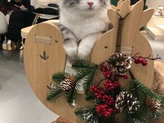 -飞行喵MR PILOT|猫舍·猫咖(静安大融城店)