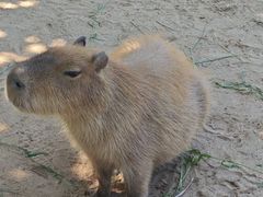 -西霞口神雕山野生动物世界