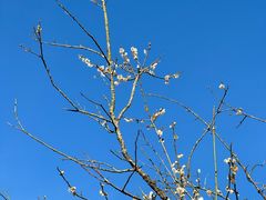 -广州市流溪河国家森林公园