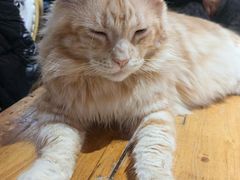 -猫小院猫主题餐厅(南锣旗舰店)