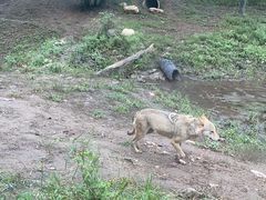 -沈阳森林动物园