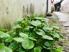 -张家港凤凰山景区恬庄古街