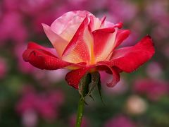 -人民公园(罗湖区)