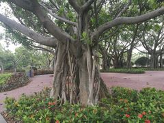 景点-白鹭洲公园