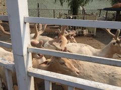 -北京鹿世界主题园