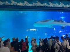 -烟台海昌鲸鲨海洋公园