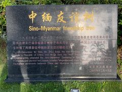 -中缅友谊树