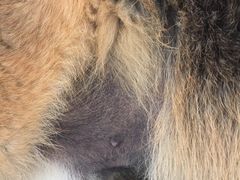 -北京观赏动物医院·24小时大型综合·猫专科·异宠专科