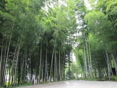 -宜兴龙背山森林公园