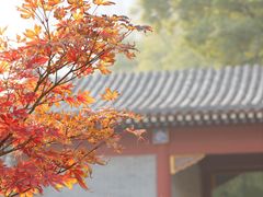 -维尔纳斯·生日蛋糕·动物奶油冰淇淋蛋糕(六里桥店)