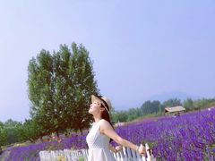 -北京东方普罗旺斯薰衣草庄园