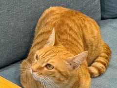 -猫的天空之城概念书店(苏州平江店)