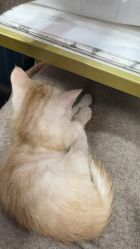 -兔猫ToMoreNails美甲美睫