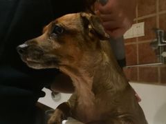 -Oh My Dog宠物沙龙(伊珊娜皮毛护理店)