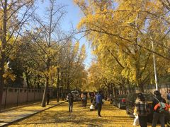 -三里屯东五街银杏大道