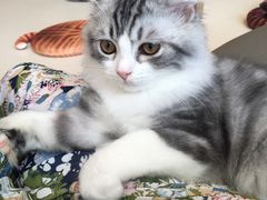 -飞行喵MR PILOT|猫舍·猫咖(静安大融城店)