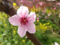 -南汇桃花村