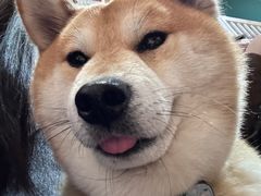 -是阿柴呀！柴犬咖啡·爱喵喵猫咖