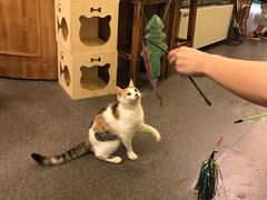 -猫色咖啡·猫咖
