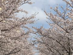 -高东镇樱花园