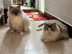 -瑞派动物医院·绝育·犬猫全科·预防医学(光景江南中店)