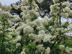 -铁山坪森林公园