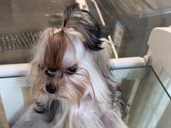 -萌宠之家·腊肠犬·马尔泰·小体犬舍
