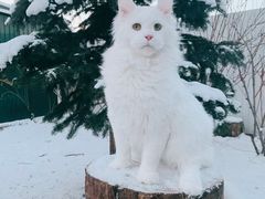 -十年猫舍·猫咪专门店(普陀店)