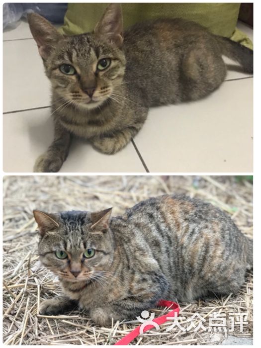 卡斯柏宠物医院·casper pet hospital(金高路店)图片 - 第1张