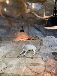 -Zoolung Zoolung动物主题公园(海信广场店)