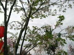 -绵阳盛世樱花悠乐谷