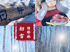 -乌兰布统景区-白桦林