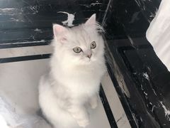 -猫大福·Fortune Cat猫舍(百子湾店)