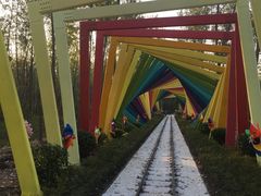 -合肥滨湖国家森林公园