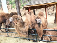 -大连森林动物园