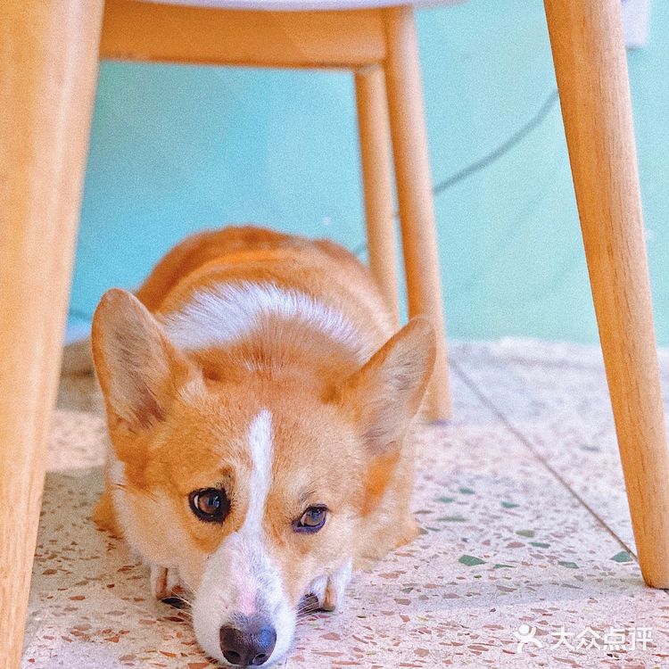 怕🐶怕得要死的我为什么进这家店?还不是因为……