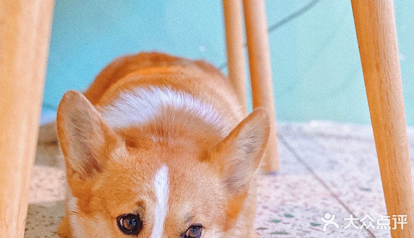 怕🐶怕得要死的我为什么进这家店？还不是因为……