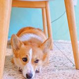 怕🐶怕得要死的我为什么进这家店？还不是因为……