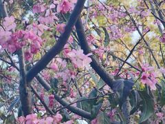 -狐尾山公园