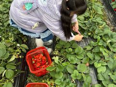 -喜杨洋草莓采摘园