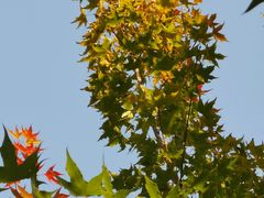 -大兴滨河森林公园