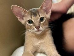 -欣宠猫屋·矮脚拿破仑·蓝金金渐层