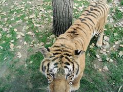 -北京野生动物园