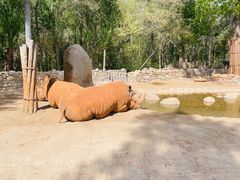 -北京野生动物园