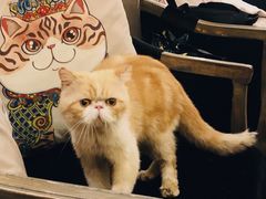 -more than meow吴止猫主题餐厅(承德 中船汇店)