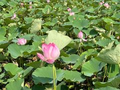 -西青郊野公园