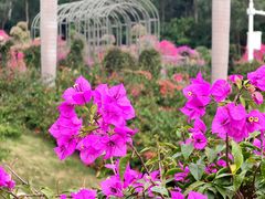 -莲花山公园