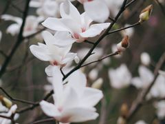 -桃花涧