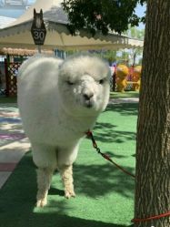 -萌宠亲子动物乐园(槐房万达店)