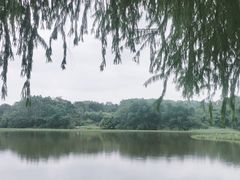 -南宁良凤江国家森林公园